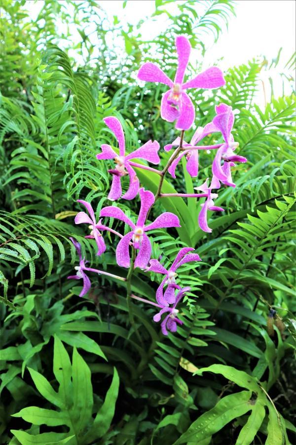 Seychelles Yellow Petals Anse Boileau Exterior photo