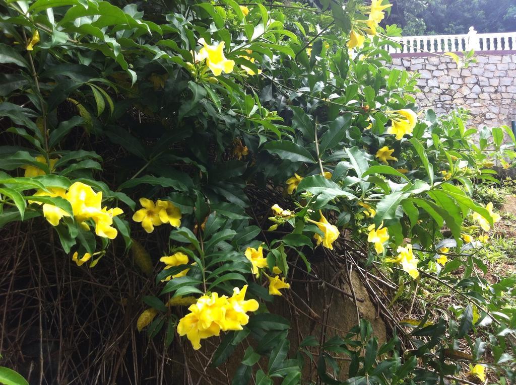 Seychelles Yellow Petals Anse Boileau Exterior photo