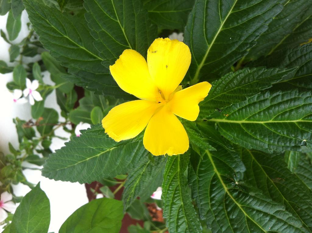 Seychelles Yellow Petals Anse Boileau Exterior photo