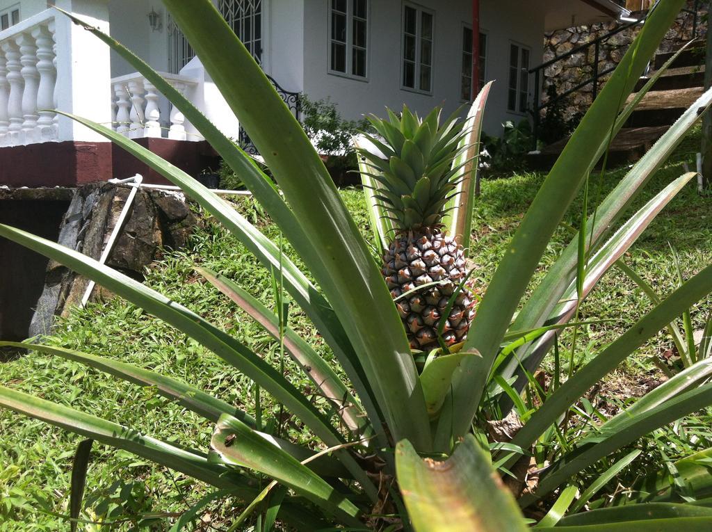 Seychelles Yellow Petals Anse Boileau Exterior photo